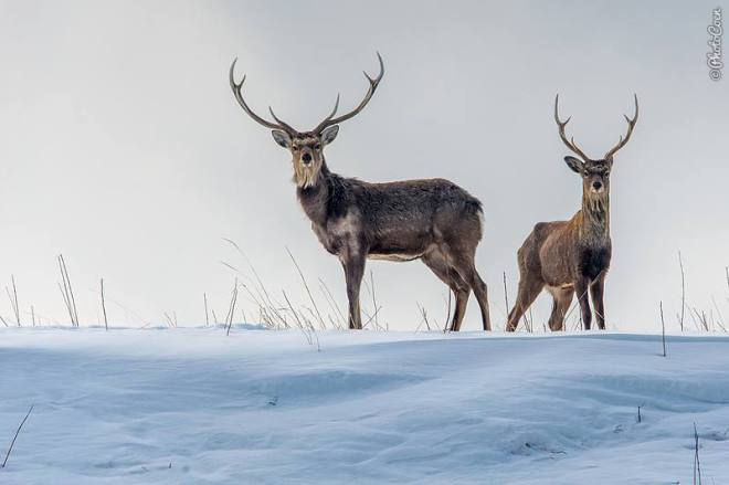  vie sauvage sur Hokkaido "data-recalc-dims =" 1 "/> Une visite (courte) à quelques festivals de neige sur Hokkaido prolongé dans, surprise, surprise, un séjour beaucoup plus long. Nous sommes allés à Hokkaido pour ses festivals de neige (lire à ce sujet ici), notre point culminant était regarder la vie sauvage. </p>
<p> Nous avons repéré régulièrement des renards rouges et avons finalement réussi à capturer un ou deux sur caméra, nous avons conduit parmi les foules de cerfs et avons regardé comment les oiseaux de grue, quasiment éteints, ont maintenant un habitat hivernal sûr à Kusshiro, où ils sont nourris tout au long de l'hiver . </p>
<p> <img decoding=